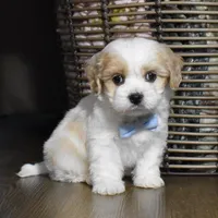 Cash , a male Cavachon for sale in Millersburg, OH – Photo 1 of 4
