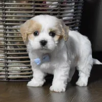 Cash , a male Cavachon for sale in Millersburg, OH – Photo 2 of 4