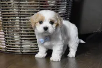 Cash , a male Cavachon for sale in Millersburg, OH – Photo 2 of 4