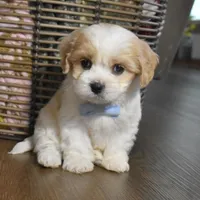 Cash , a male Cavachon for sale in Millersburg, OH – Photo 4 of 4