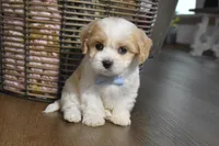 Cash , a male Cavachon for sale in Millersburg, OH – Photo 4 of 4