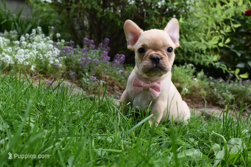 Sierra  – French Bulldog puppy for sale in Millersburg, OH