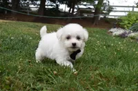 Gizmo , a male Bichon Frise for sale in Millersburg, OH – 4 of 4