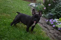 Palmar , a male French Bulldog for sale in Millersburg, OH – 3 of 5