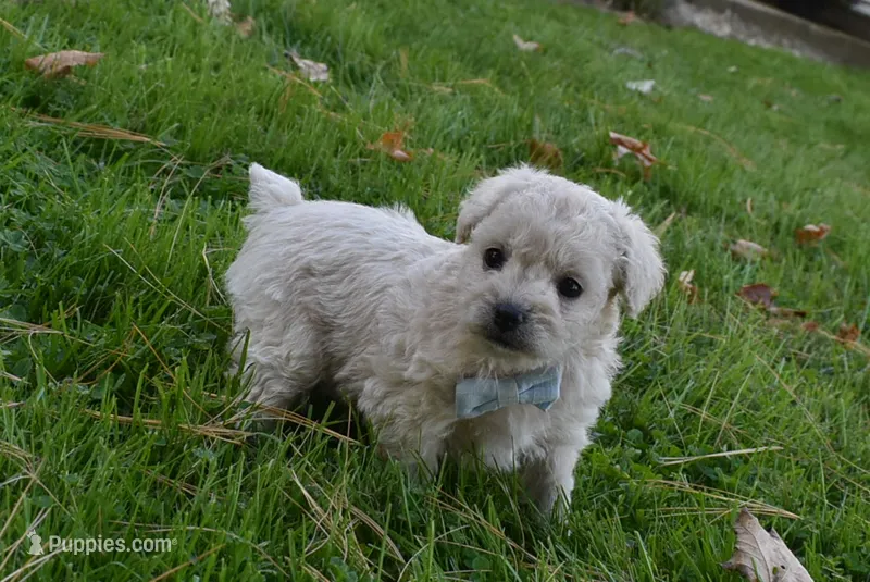 Snuggles – French Bulldog, Poodle - Toy  puppy for sale in Millersburg, OH