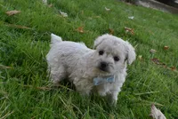 Snuggles, a female French Bulldog and Poodle - Toy  for sale in Millersburg, OH – 1 of 5