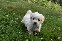 Tigger, a male Cavachon for sale in Millersburg, OH – 2 of 5