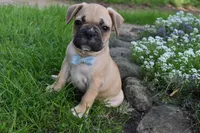 Mario , a male French Bulldog for sale in Millersburg, OH – 3 of 6