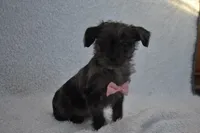 Tiny , a female Poodle - Toy  for sale in Millersburg, OH – Photo 4 of 5