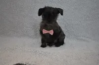 Tiny , a female Poodle - Toy  for sale in Millersburg, OH – Photo 2 of 5