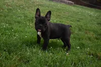 Palmar , a male French Bulldog for sale in Millersburg, OH – 1 of 5