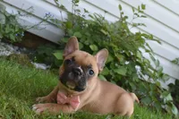 Lacy , a female French Bulldog and Pug for sale in Millersburg, OH – 3 of 5