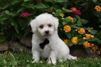 Garfield, a male Bichon Frise for sale in Millersburg, OH – 3 of 4