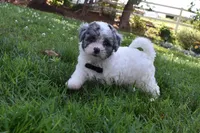 Carter, a male Bichpoo for sale in Millersburg, OH – 2 of 4