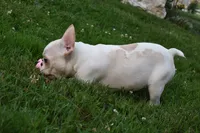 Princess, a female French Bulldog for sale in Millersburg, OH – 4 of 6