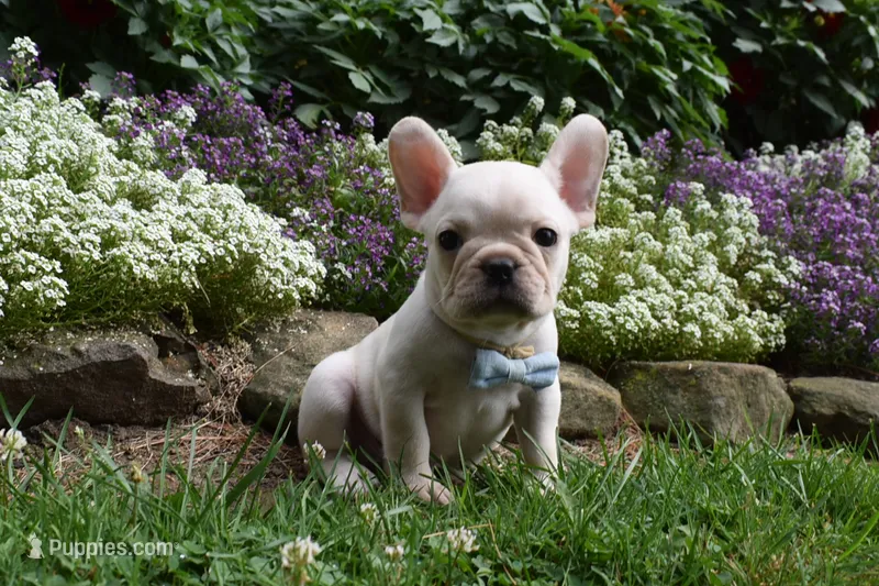 Tank  – French Bulldog, Pug puppy for sale in Millersburg, OH