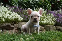 Tank , a male French Bulldog and Pug for sale in Millersburg, OH – 1 of 5