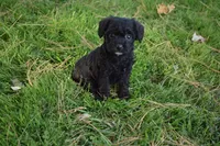 Snoopy , a female French Bulldog and Poodle - Toy  for sale in Millersburg, OH – 2 of 5