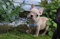 Pirate , a male French Bulldog for sale in Millersburg, OH – 3 of 6