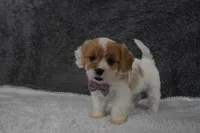 Precious , a female Cavachon for sale in Millersburg, OH – Photo 3 of 5