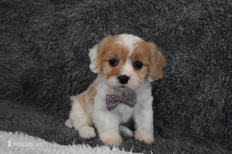 Precious  – Cavachon puppy for sale in Millersburg, OH