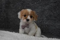 Precious , a female Cavachon for sale in Millersburg, OH – Photo 2 of 5