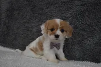 Precious , a female Cavachon for sale in Millersburg, OH – Photo 4 of 5
