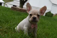 Mckenzie, a female French Bulldog and Pug for sale in Millersburg, OH – 5 of 6