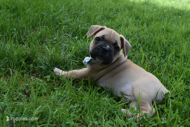 Mario  – French Bulldog puppy for sale in Millersburg, OH