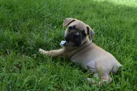 Mario , a male French Bulldog for sale in Millersburg, OH – 1 of 6