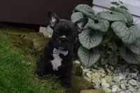 Fisher, a male French Bulldog for sale in Millersburg, OH – 4 of 6