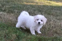 Tigger, a male Cavachon for sale in Millersburg, OH – 2 of 5