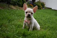 Mckenzie, a female French Bulldog and Pug for sale in Millersburg, OH – 2 of 6