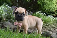 Monica, a female French Bulldog and Pug for sale in Millersburg, OH – 5 of 6