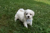 Tigger, a male Cavachon for sale in Millersburg, OH – 3 of 5