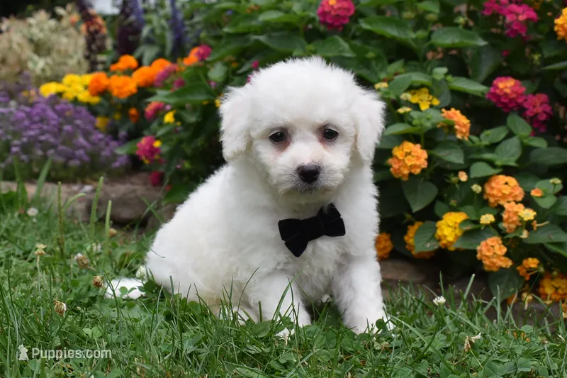 Garfield – Bichon Frise puppy for sale in Millersburg, OH