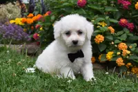 Garfield, a male Bichon Frise for sale in Millersburg, OH – 1 of 4