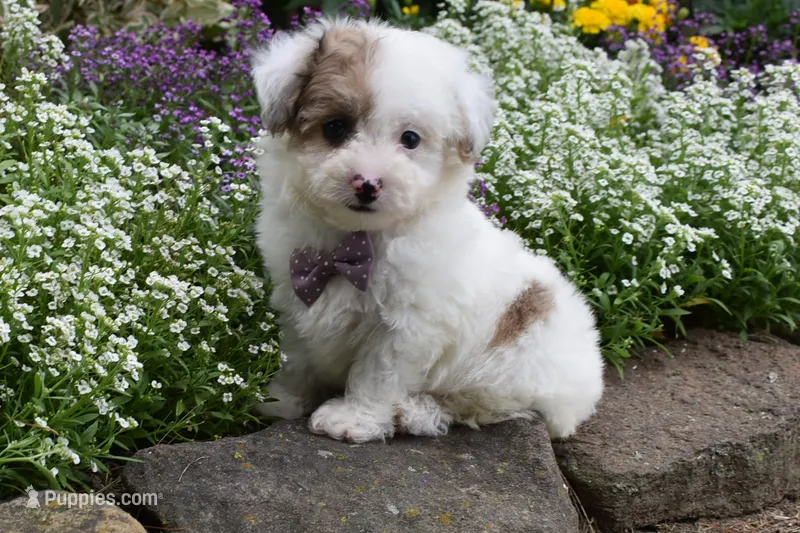 Lucky  – Bichpoo puppy for sale in Millersburg, OH