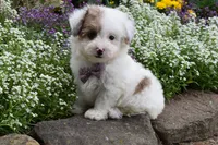 Lucky , a female Bichpoo for sale in Millersburg, OH – 1 of 5