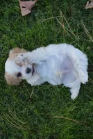 Charles, a male Cavachon for sale in Millersburg, OH – 2 of 6