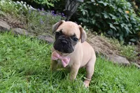 Monica, a female French Bulldog and Pug for sale in Millersburg, OH – 6 of 6
