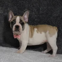 Lacey, a female French Bulldog for sale in Millersburg, OH – Photo 1 of 3