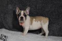 Lacey, a female French Bulldog for sale in Millersburg, OH – Photo 1 of 3