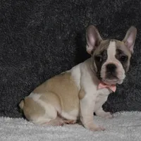 Lacey, a female French Bulldog for sale in Millersburg, OH – Photo 2 of 3