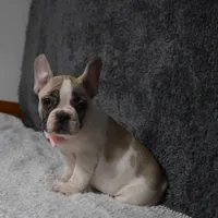 Lacey, a female French Bulldog for sale in Millersburg, OH – Photo 3 of 3