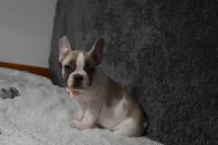 Lacey, a female French Bulldog for sale in Millersburg, OH – Photo 3 of 3