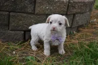 Snickers, a female French Bulldog and Poodle - Toy  for sale in Millersburg, OH – 3 of 4