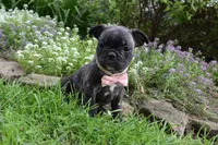 Mia , a female French Bulldog and Pug for sale in Millersburg, OH – 6 of 6