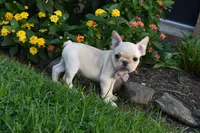 Sonya , a female French Bulldog for sale in Millersburg, OH – 3 of 6