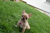 Sierra , a female French Bulldog for sale in Millersburg, OH – 5 of 5